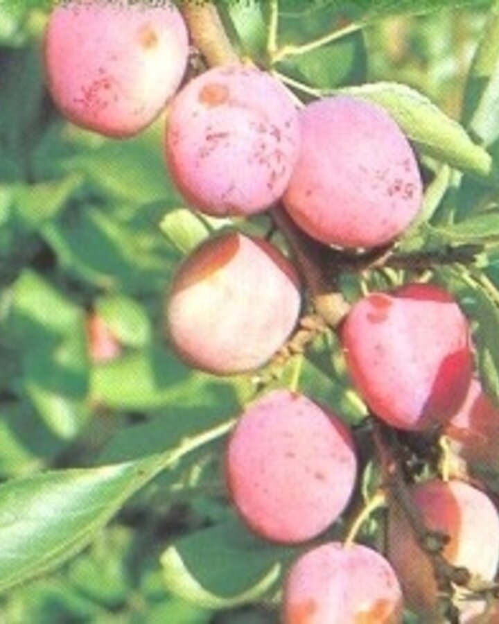 Prunus d. 'Opal' / Zoete pruim