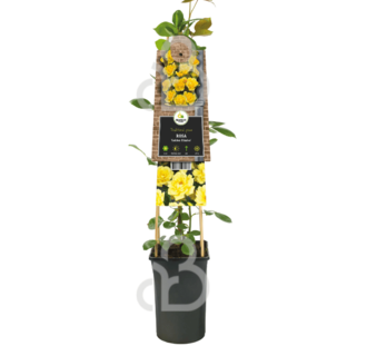 Rosa (K) 'Golden Climber' | Klimroos | Klimplanten