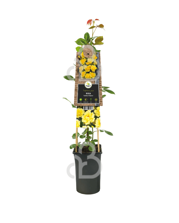 Rosa (K) 'Golden Climber' | Klimroos | Klimplanten