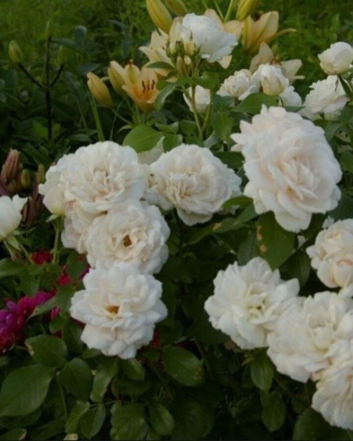 Rosa 'White Meilove'