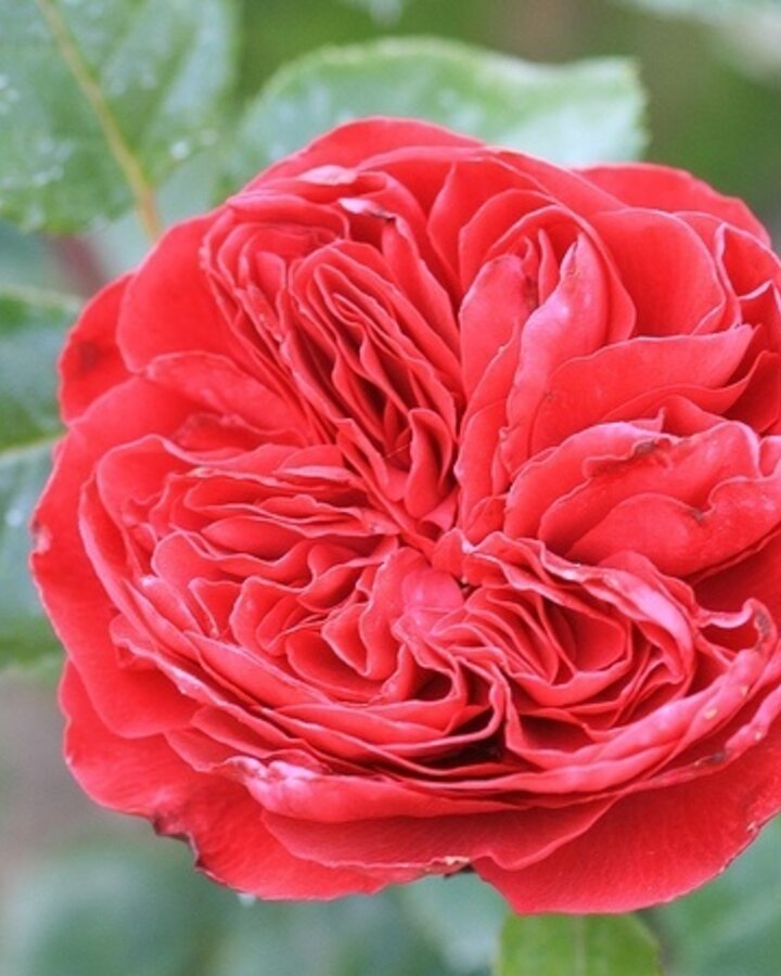 Rosa (F) 'Red Leonardo da Vinci'