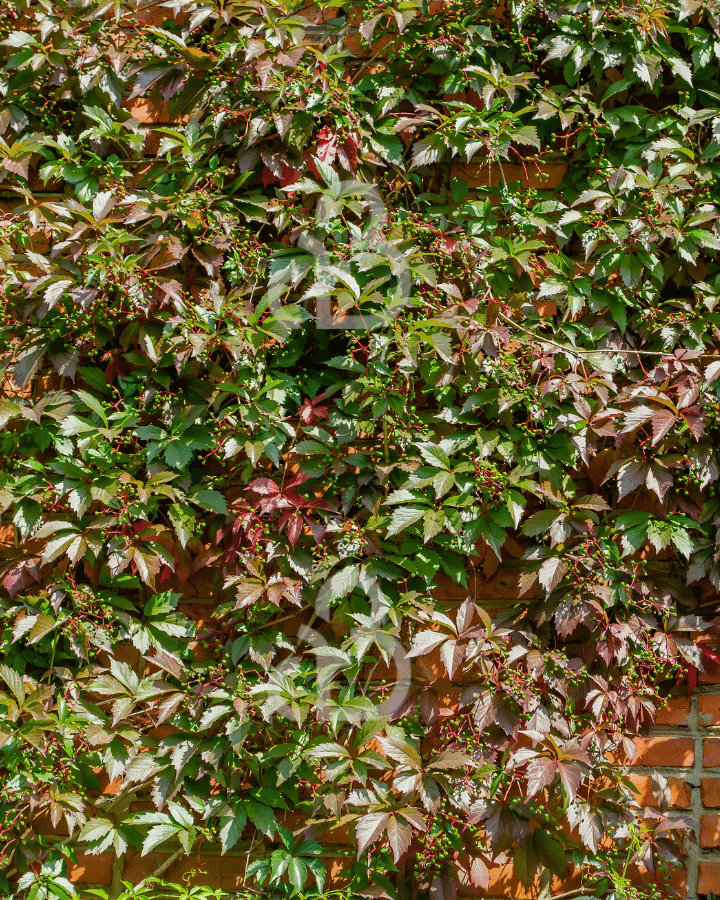 Parthenocissus henryana | Wilde wingerd | Klimplanten