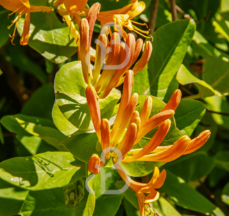 Lonicera tellmanniana | Kamperfoelie | Klimplant