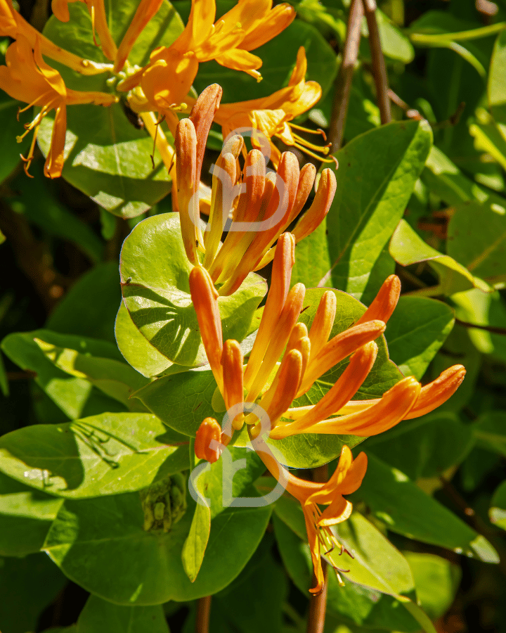 Lonicera tellmanniana | Kamperfoelie | Klimplant