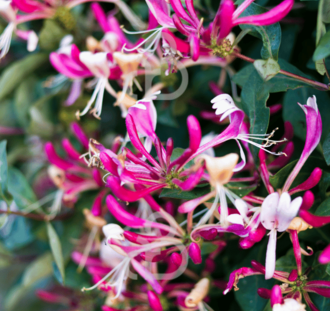 Lonicera per. 'Serotina | Kamperfoelie |  Klimplanten