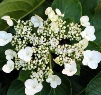 Hydrangea macr. 'White Wave' | Hortensia | Heester