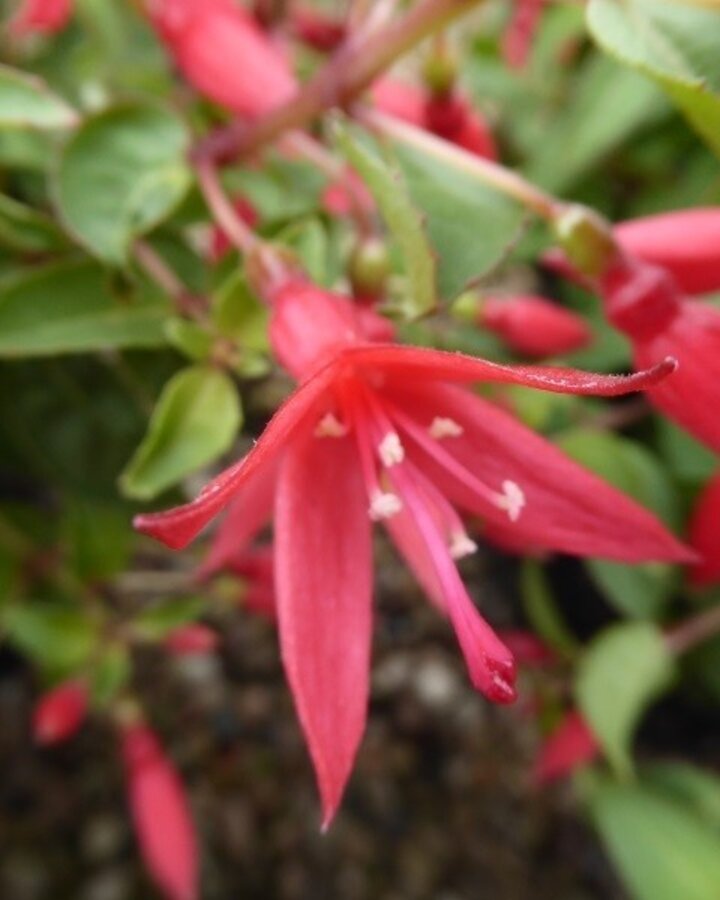 Fuchsia 'Chilli Red'