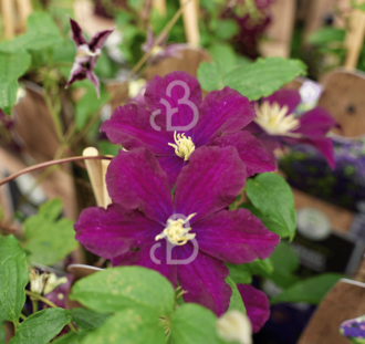 Clematis 'Warszawska Nike' | Bosrank | Klimplanten