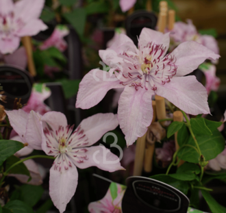 Clematis 'Multi Pink' | Bosrank | Klimplanten