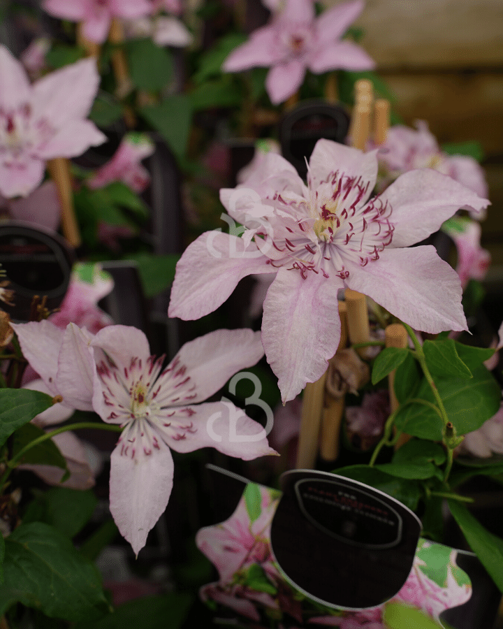 Clematis 'Multi Pink' | Bosrank | Klimplanten