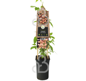 Clematis montana 'Marjorie' | Bosrank | Klimplanten