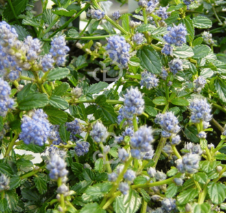 Ceanothus thyrsiflorus repens
