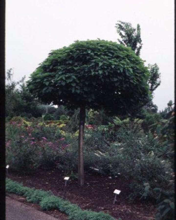 Catalpa bignonioides 'Nana' / Bol trompetboom