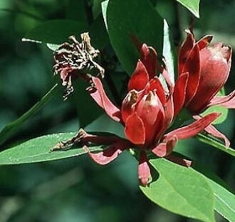 Calycanthus floridus