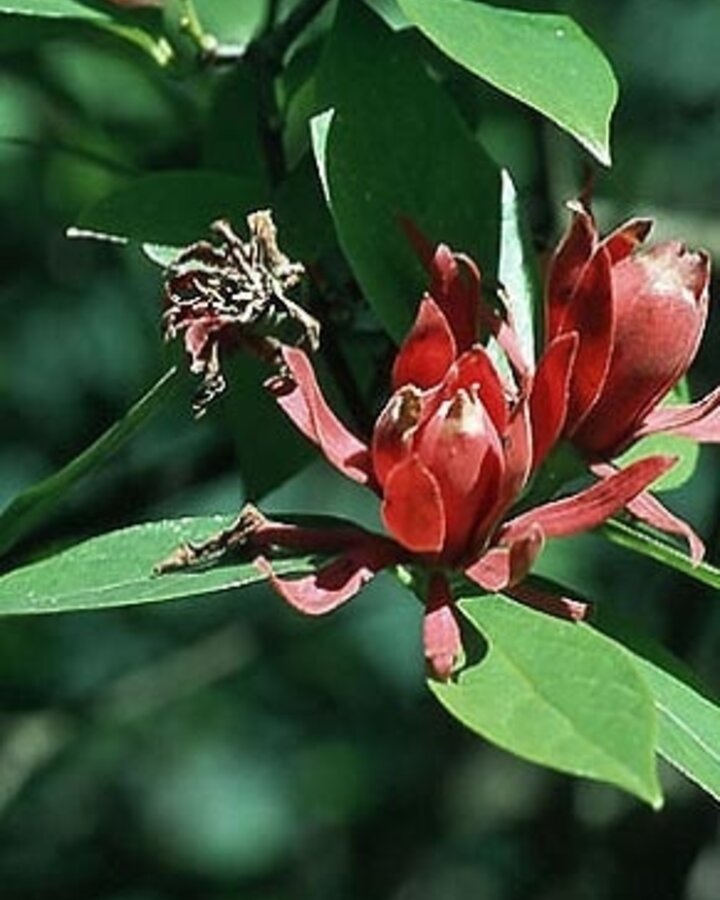 Calycanthus floridus / Specerijstruik