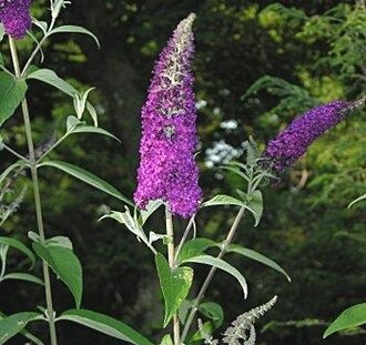 Buddleja davidii | Vlinderstruik | Bosplantsoen