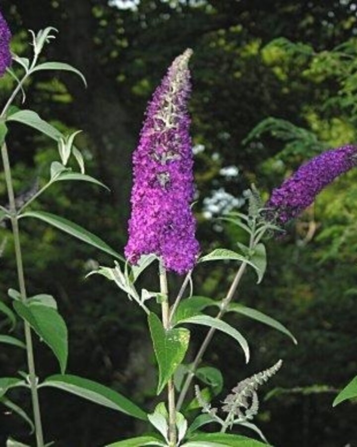 Buddleja davidii | Vlinderstruik | Bosplantsoen