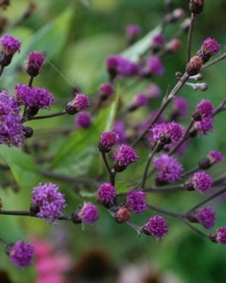 Vernonia crinita 'Mammuth' | Ijzerkruid | Vaste plant