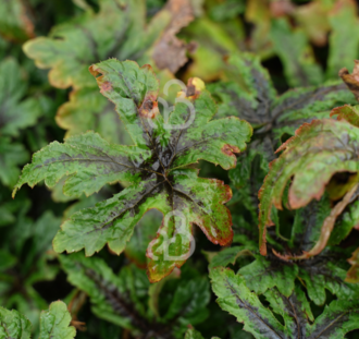Tiarella 'Candy Striper' | Schuimkaars | Vaste plant