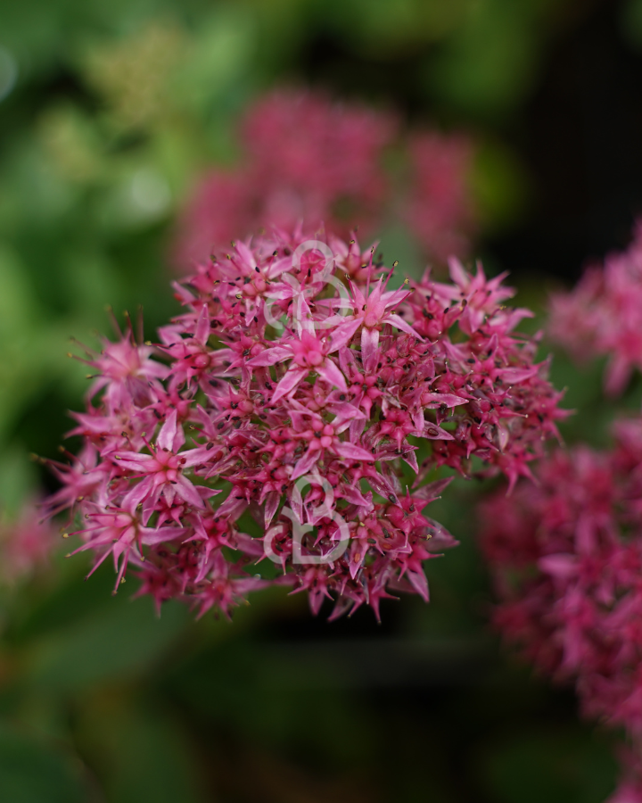 Sedum 'Carl' | Verkruid | Vaste plant