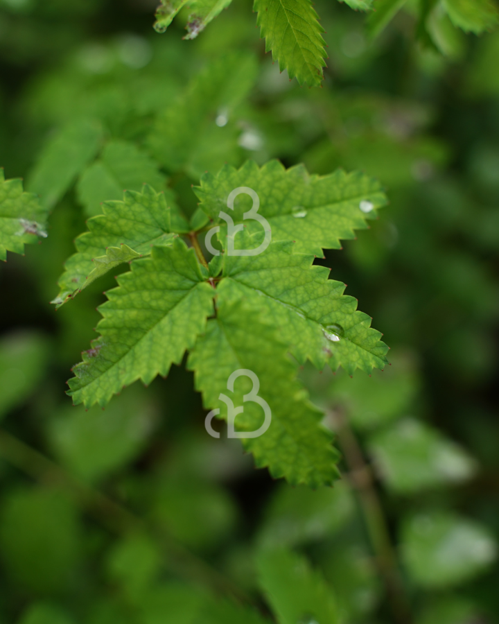 Sanguisorba 'Chocolate Tipp' | Pimpernel | Vaste plant