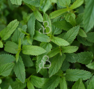 Salvia uliginosa | Salie | Vaste plant
