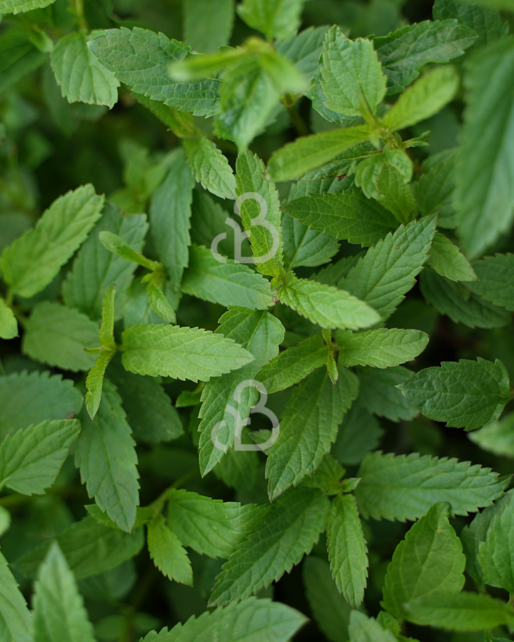 Salvia uliginosa | Salie | Vaste plant