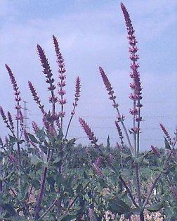 Salvia nemorosa 'Amethyst' | Salie | Vaste plant