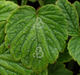 Rodgersia 'Chocolate Wings' | Schout-bij-Nacht | Vaste plant