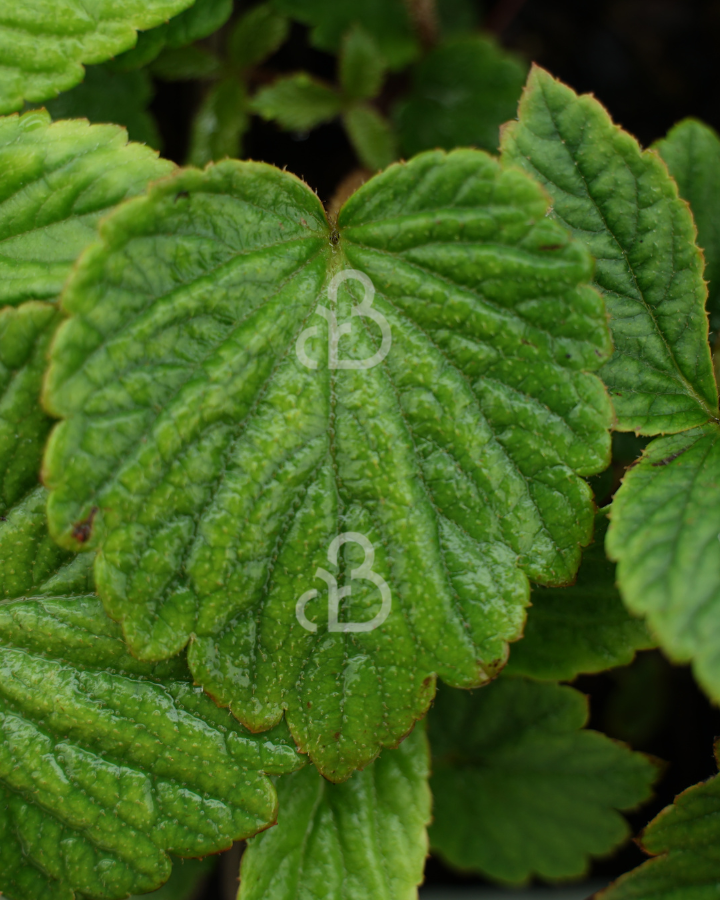 Rodgersia 'Chocolate Wings' | Schout-bij-Nacht | Vaste plant