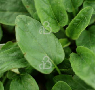 Prunella grand. 'Light Blue' | Bijenkorfje | Vaste plant