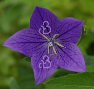 Platycodon grand. 'Fuji Blue' | Ballonklokje | Vaste plant