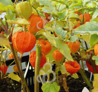 Physalis alkekengi franchetii | Lampionplant | Vaste plant