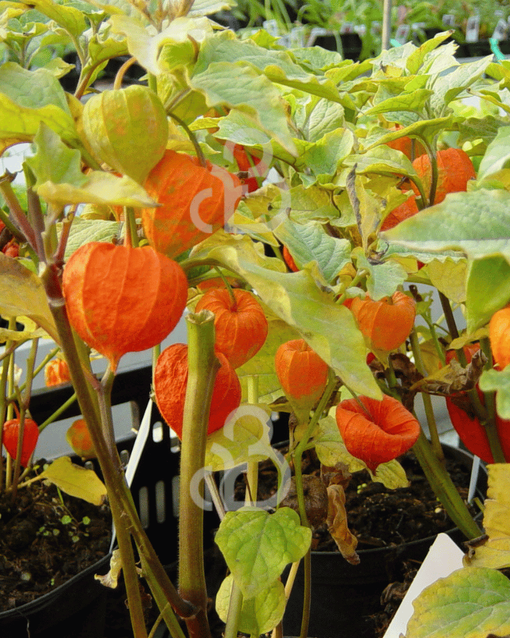 Physalis alkekengi franchetii | Lampionplant | Vaste plant