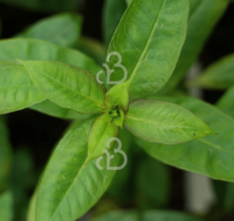 Phlox (P) 'Kirchenfürst' | Vlambloem | Vaste plant