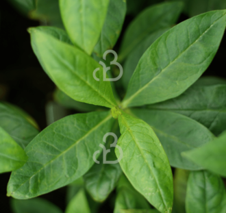 Phlox (P) 'Franz Schubert' | Vlambloem | Vaste plant