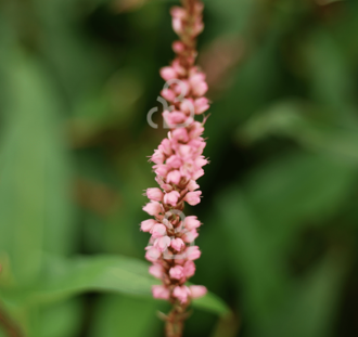 Persicaria a. 'Pink Elephant' | Duizendknoop | Vaste plant