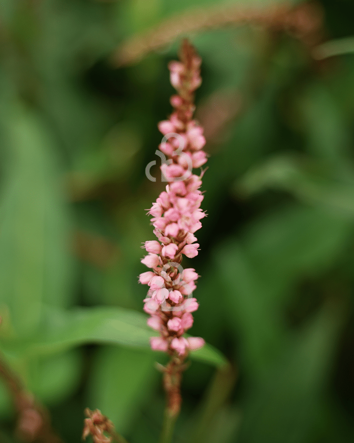 Persicaria a. 'Pink Elephant' | Duizendknoop | Vaste plant