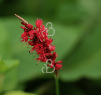 Persicaria amplex. 'Taurus' | Duizendknoop | Vaste plant