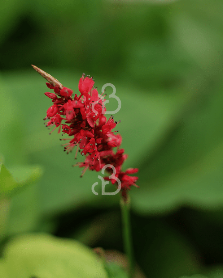 Persicaria amplex. 'Taurus' | Duizendknoop | Vaste plant