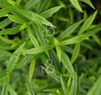 Penstemon 'Apple Blossom' | Schildpadbloem | Vaste plant