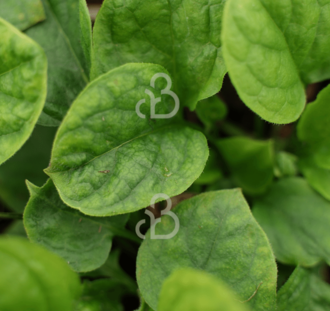 Omphalodes verna 'Alba' | Amerikaans vergeet-mij-nietje | Vaste plant