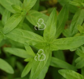 Lythrum sal. 'Rosy Gem' | Kattestaart | Vaste plant