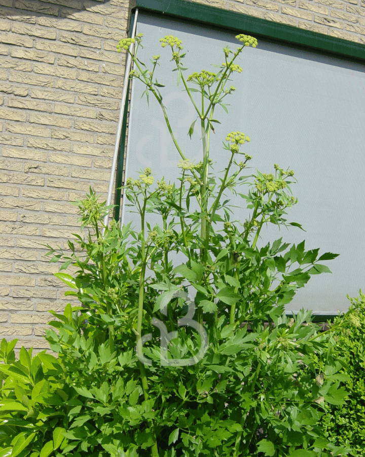 Levisticum officinale | Maggieplant | Kruidenplant