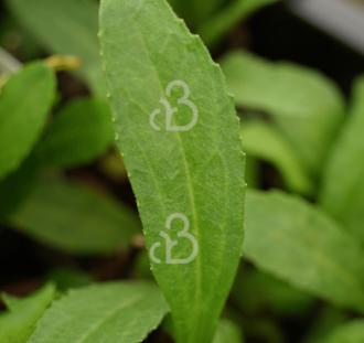 Leucanthemum vulgare 'Luna' | Margriet | Vaste plant