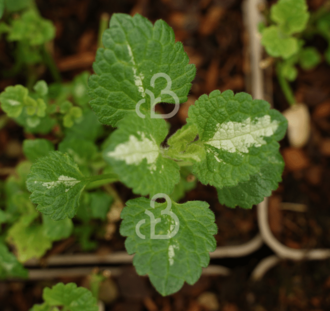 Lamium mac. 'Album' | Gevlekte dovenetel | Vaste plant