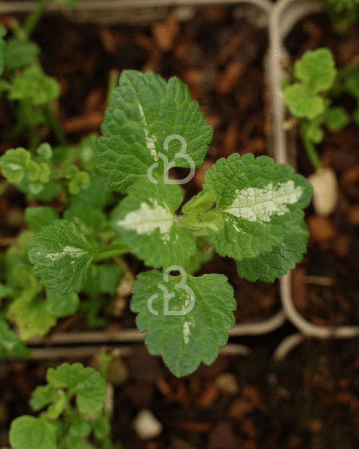 Lamium mac. 'Album' | Gevlekte dovenetel | Vaste plant