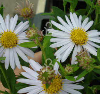 Kalimeris incisa 'Madiva' | Zomeraster | Vaste plant