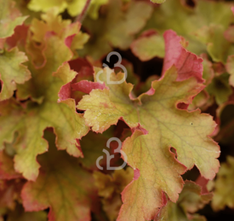 Heuchera 'Marmalade' | Purperklokje | Vaste plant