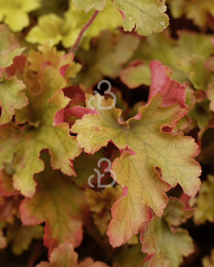 Heuchera 'Marmalade' | Purperklokje | Vaste plant